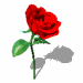 Rose nickt Rot
